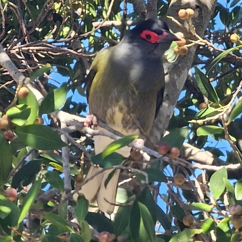 Green Figbird