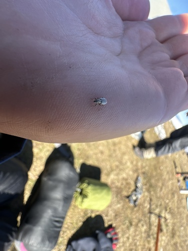 Alfalfa Root Weevil