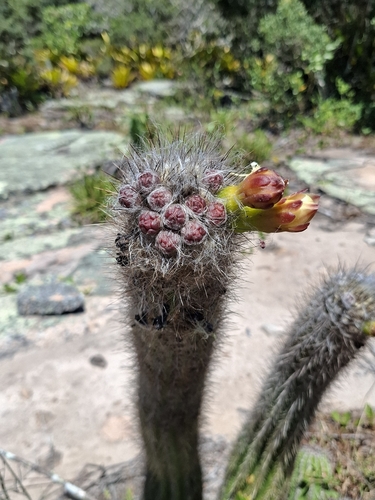 Arrojadoa luetzelburgii (Arrojadoa luetzelburgii)
