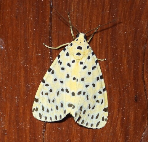 crotalaria pod borer