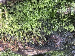 Pallavicinia subciliata