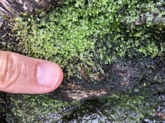 Pallavicinia subciliata