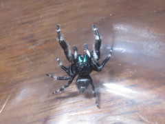 Phidippus audax