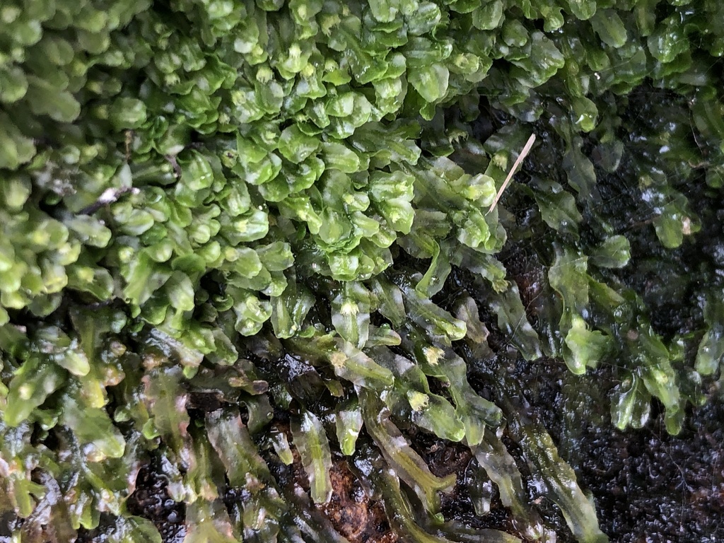 Pallavicinia subciliata (Pallavicinia subciliata)