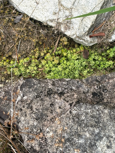 Sphagnum lescurii observed 2026-08-22