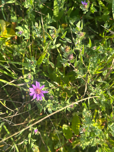 silky aster