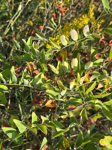 veiny pea