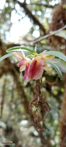 Epidendrum cleistocoleum