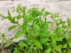 Myosotis sparsiflora