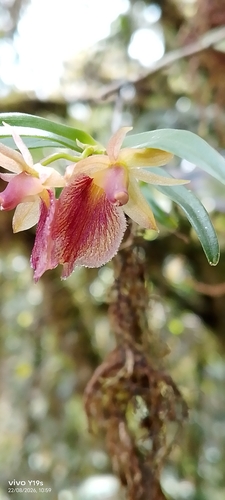 Epidendrum cleistocoleum, photograph 2