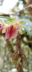 Epidendrum cleistocoleum, photograph author not stated, no rights reserved