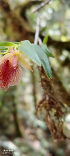 Epidendrum cleistocoleum, photograph 3