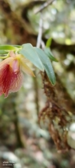 Epidendrum cleistocoleum, photograph author not stated, no rights reserved