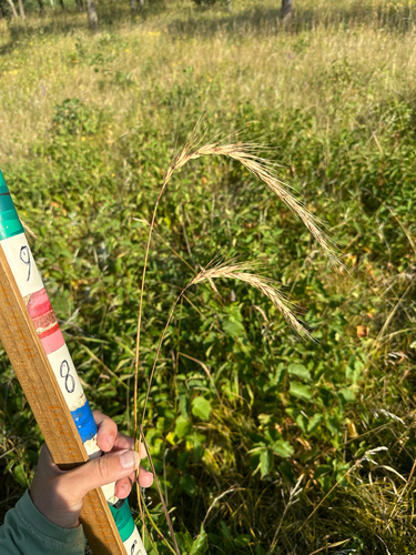 Canada wild rye