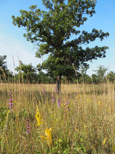 rough blazing star