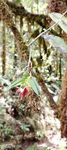 Epidendrum cleistocoleum, photograph 4