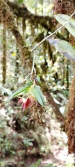 Epidendrum cleistocoleum, photograph author not stated, no rights reserved