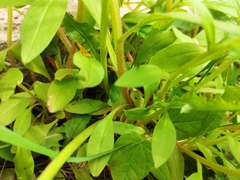 Myosotis sparsiflora