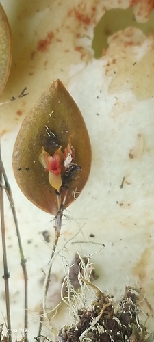 Lepanthes wageneri