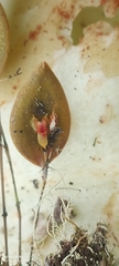 Lepanthes wageneri