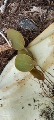Lepanthes wageneri, photograph author not stated, no rights reserved
