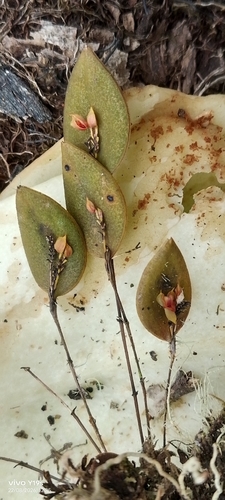 Lepanthes wageneri, photograph 3