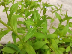 Myosotis sparsiflora