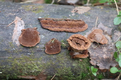 Gloeophyllum protractum