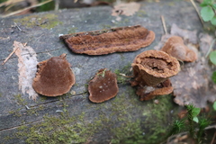 Gloeophyllum protractum