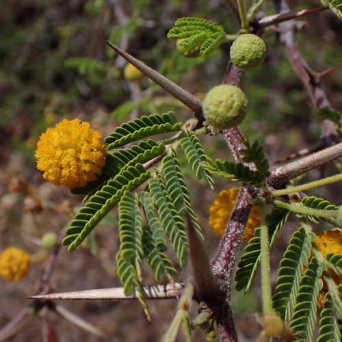 Vachellia tortuosa