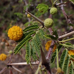 Vachellia tortuosa