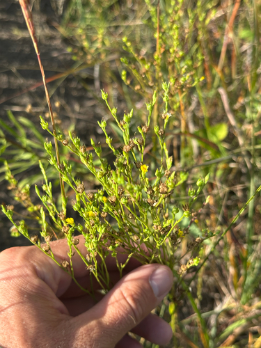 Grooved Yellow Flax