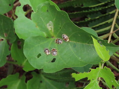 Ogdoecosta catenulata