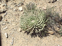 Euphorbia esculenta
