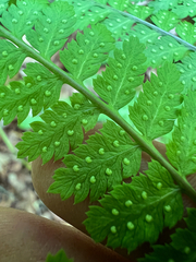 Dryopteris campyloptera, photograph (c) Cy Stavros, some rights reserved (CC BY)