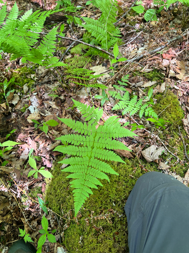 Dryopteris campyloptera, photograph 3