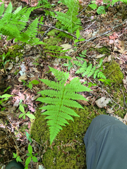 Dryopteris campyloptera, photograph (c) Cy Stavros, some rights reserved (CC BY)