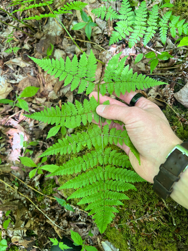 Dryopteris campyloptera, photograph 4