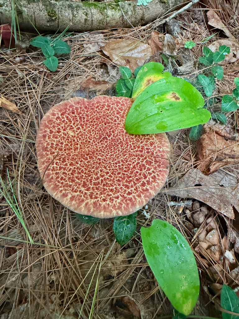 Painted Suillus · August 2026 · photo: Photo: (c) Eli Talhouk, some rights reserved (CC BY) · iNaturalist
