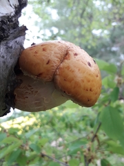 Pholiota adiposa