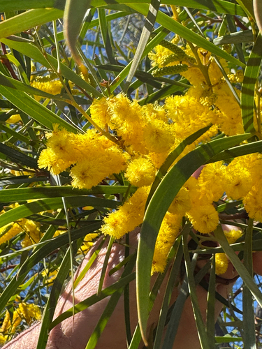 Spearwood