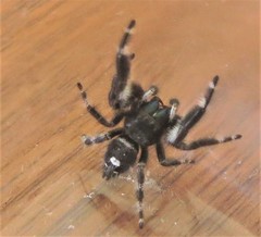 Phidippus audax