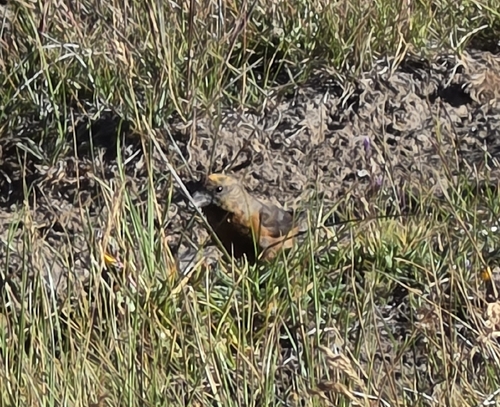 iNaturalist observation photo of Red Crossbill