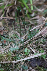 Cardamine dentata