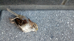 Zonotrichia albicollis