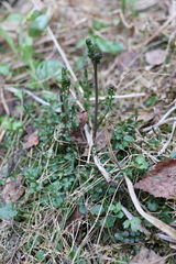 Cardamine dentata