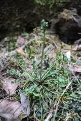 Cardamine dentata
