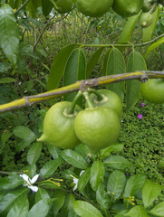 Garcinia xanthochymus
