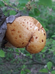 Pholiota adiposa
