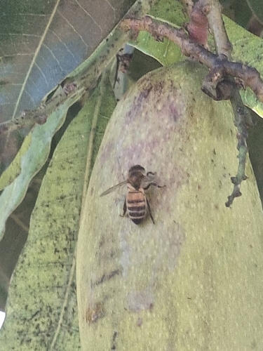 Western Honey Bee